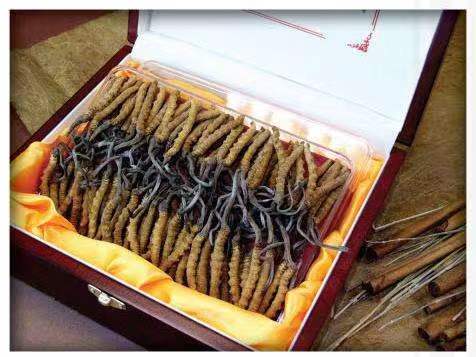 罗城冬虫夏草回收